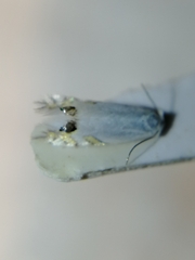 Leucoptera laburnella