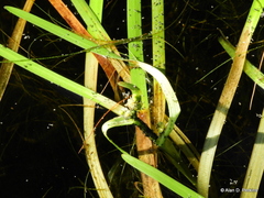 Sparganium fluctuans