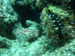 Spondylus limbatus
