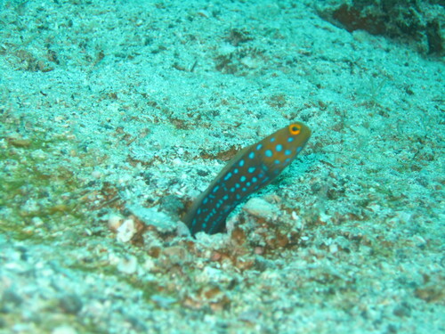Blue-spotted Jawfish
