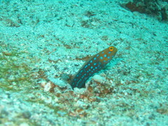 Bluespotted Jawfish photo 3
