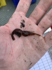 Palaemon macrodactylus