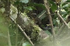 Microsciurus flaviventer