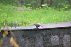 Streptopelia senegalensis