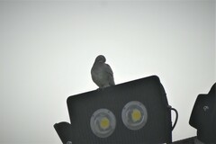 Streptopelia senegalensis