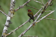 Poecilotriccus luluae
