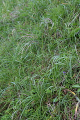 Miscanthus tinctorius