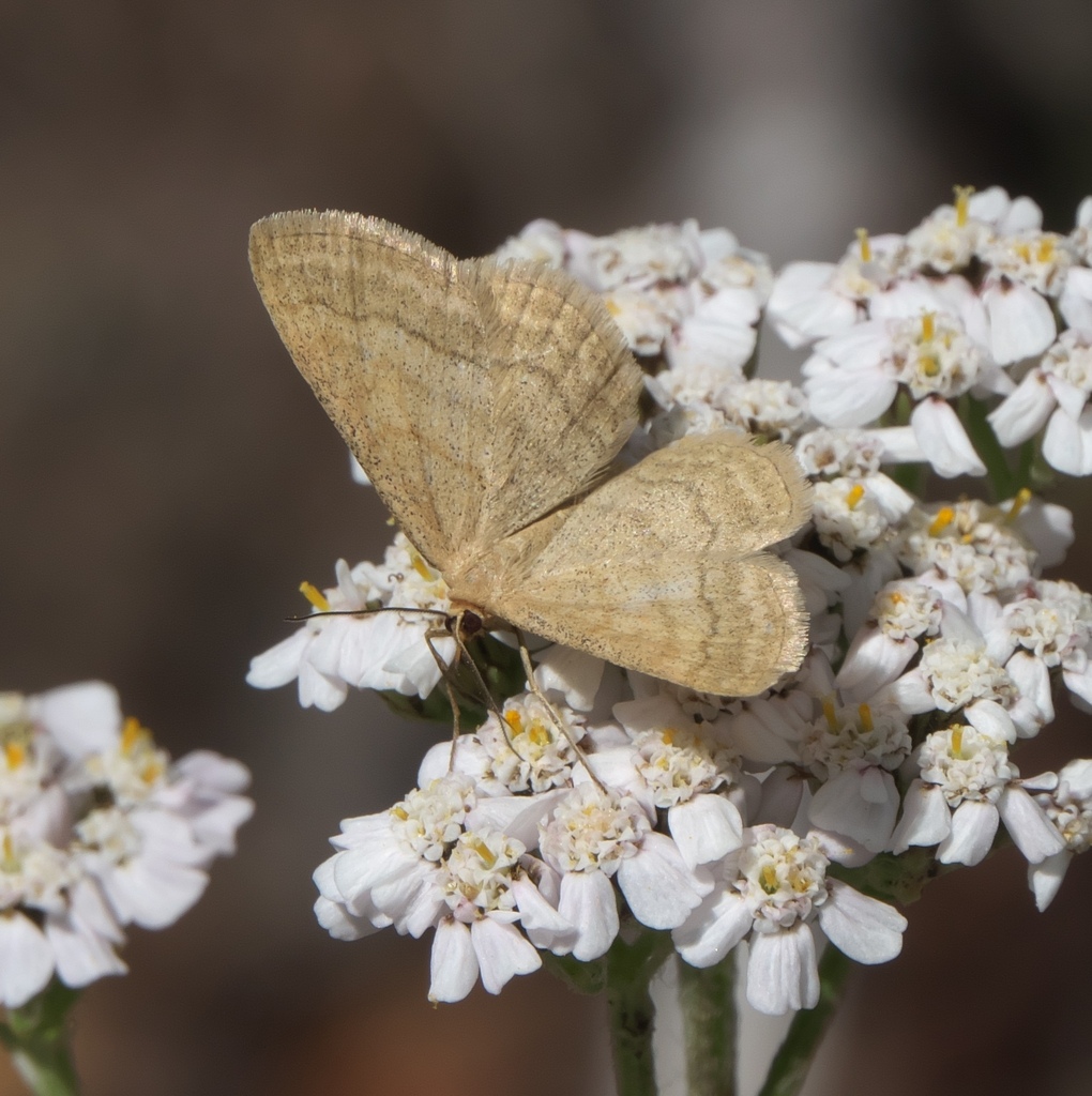Scopula luteolata