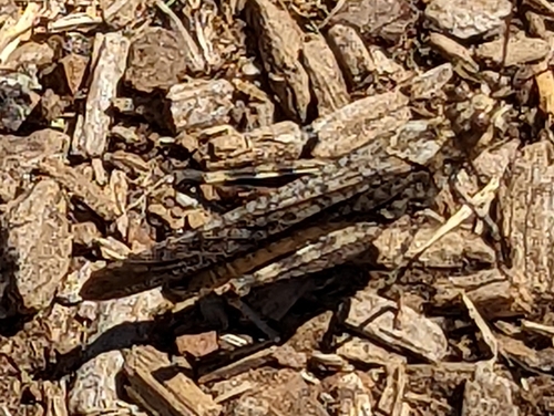 Crackling Forest Grasshopper photo 4