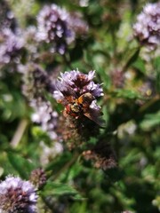 Tachinidae
