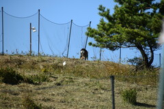 Cervus nippon centralis