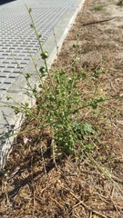 Verbascum masguindalii