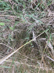 Anthoxanthum aristatum