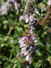 Tachinidae