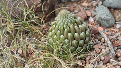 Orostachys