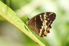 Oxeoschistus iphigenia