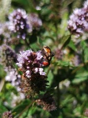 Tachinidae