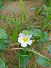 Ludwigia adscendens