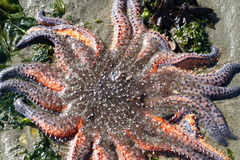 Pycnopodia helianthoides