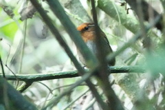 Conopophaga castaneiceps