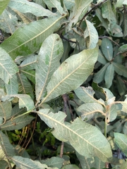 Quercus crispipilis
