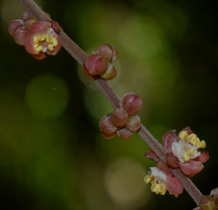 Cupaniopsis flagelliformis