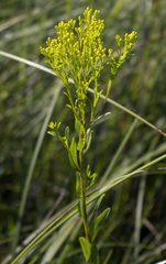 Solidago ohioensis