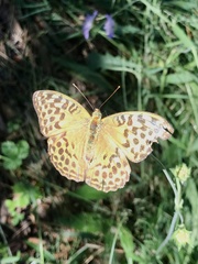 Argynnis paphia