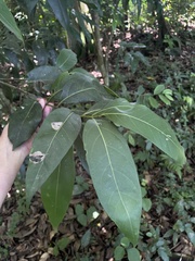 Nectandra turbacensis