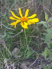Verbesina pedunculosa