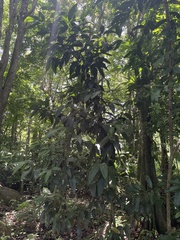 Nectandra turbacensis