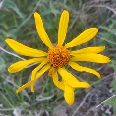 Verbesina pedunculosa