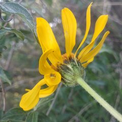 Verbesina pedunculosa