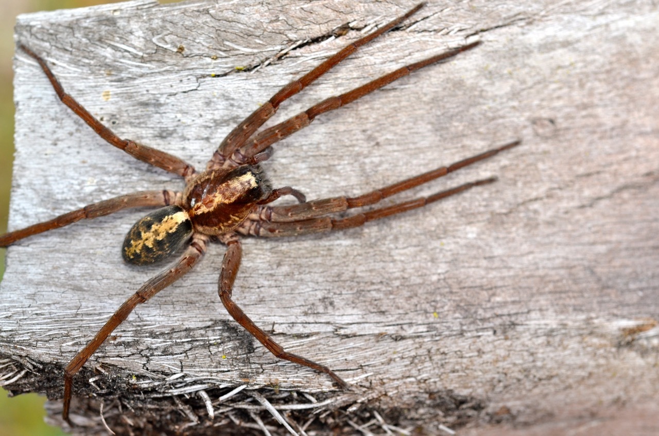Florida Wandering Spider (Ctenus captiosus) · iNaturalist, image size:1280x848