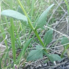Verbesina pedunculosa