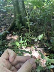 Scleria microcarpa