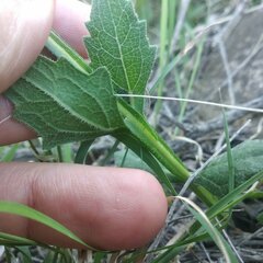 Verbesina pedunculosa