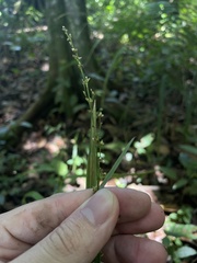 Scleria microcarpa