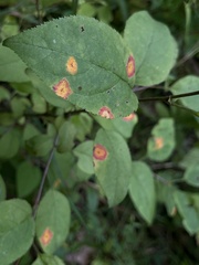Parallelodiplosis subtruncata