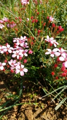 Adenandra marginata marginata