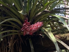 Aechmea vallerandii
