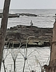 Pelecanidae