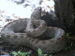 Crotalus pricei