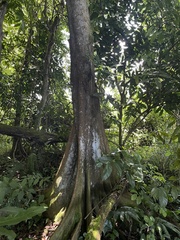Pterocarpus officinalis