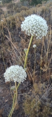 Daucus setifolius