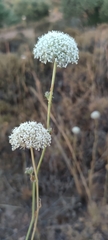 Daucus setifolius