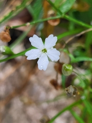 Heliosperma