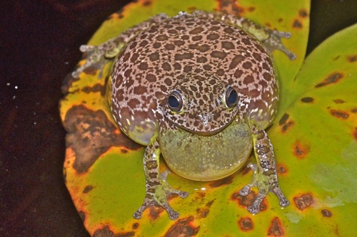 Barking Tree Frog