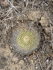 Mammillaria brandegeei