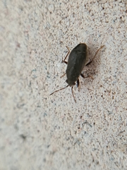 Stygnocoris rusticus